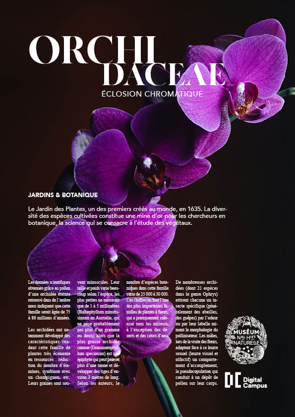 Orchid