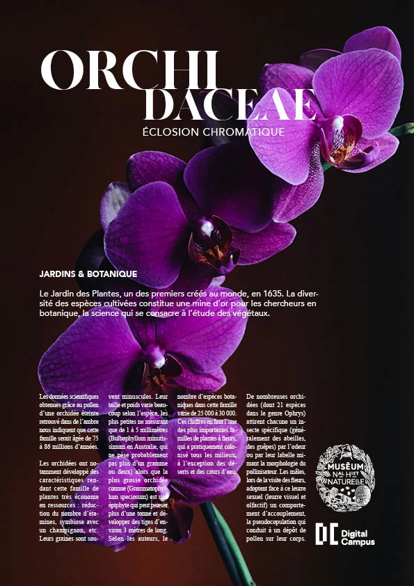 Orchidaceae