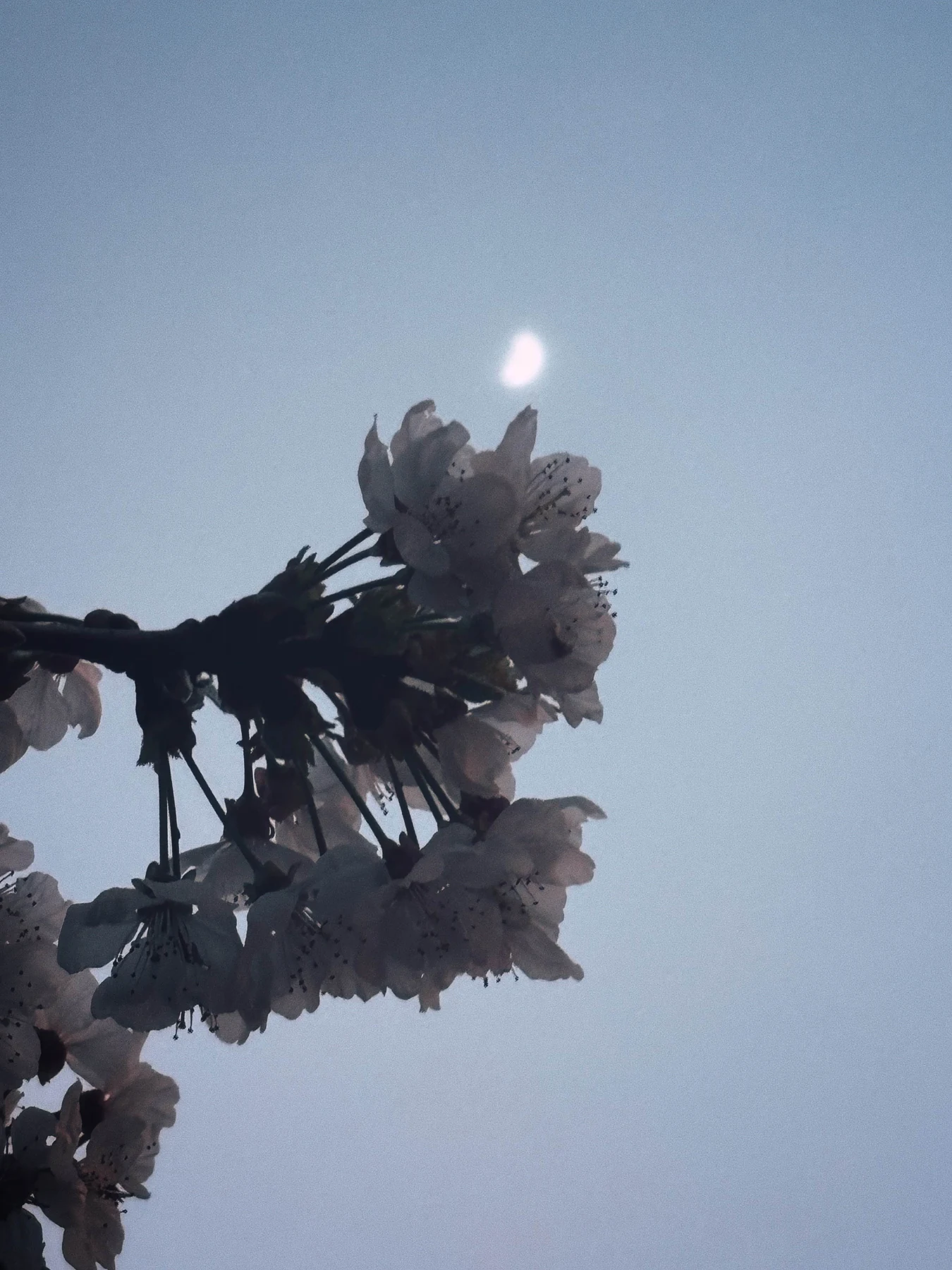 Éclosion lunaire