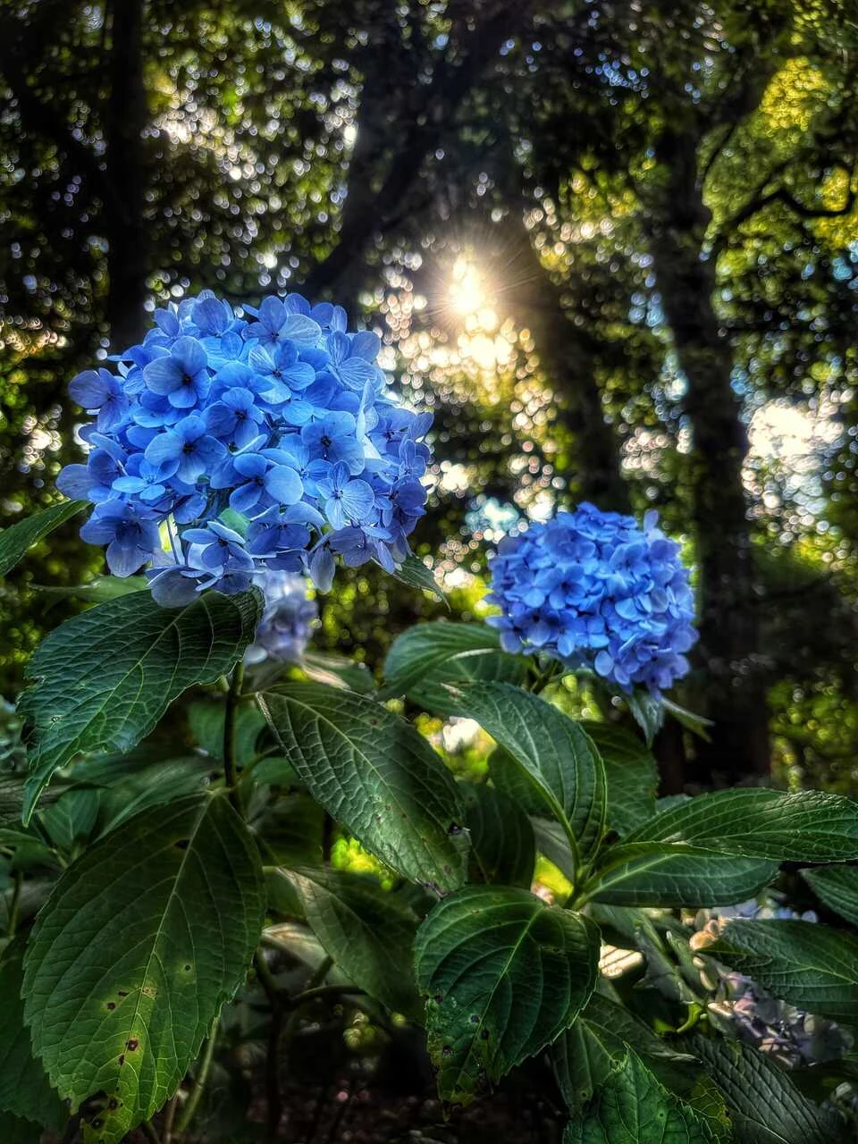 Éclats bleus